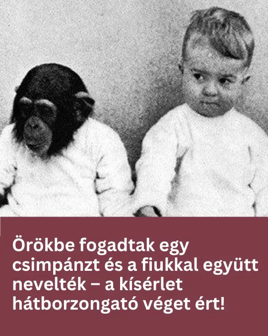 csimpanzfmegiu 5160496458 n