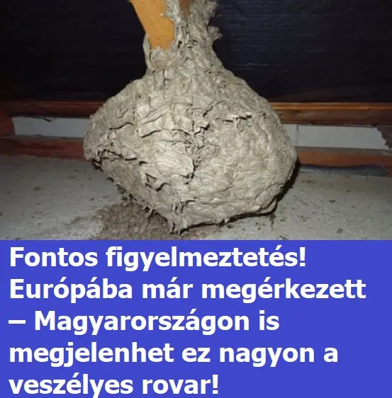 darazs