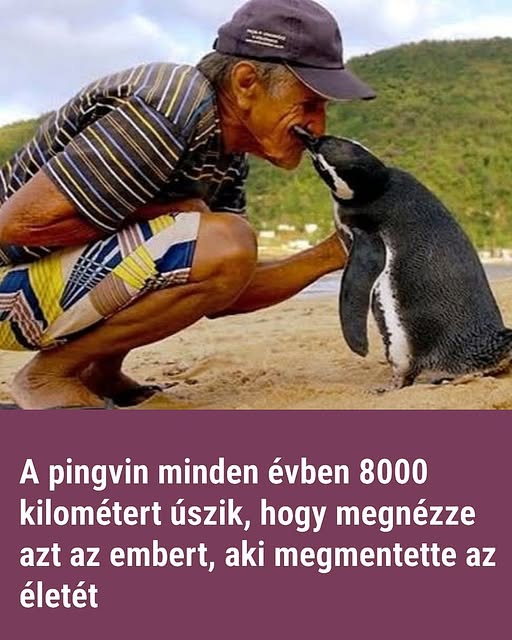 8000 km t uszik a pingvin 1