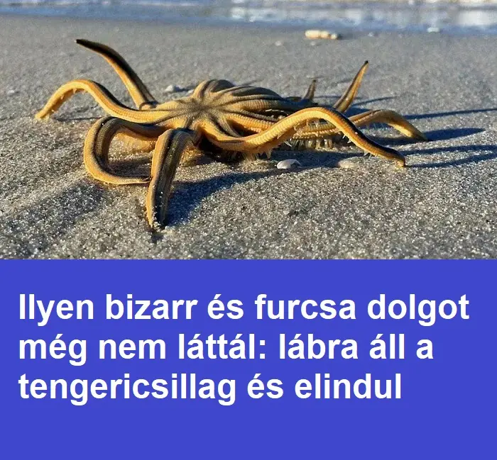 tengericsillag