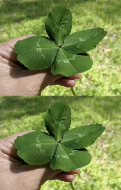 lohere892530826821258185 n