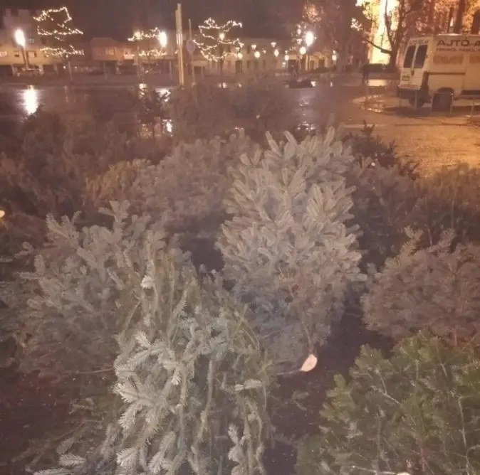 fenyofaosszevagva 070854